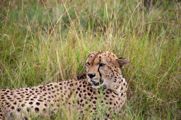 Wild cute cheetah chilling in the grass in Masai Mara National Reserve, Kenya