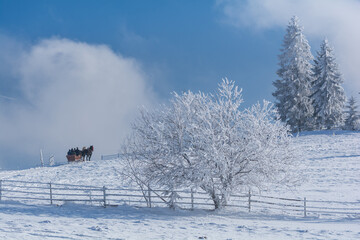 Horse sledge Winter fairytale in the mountain villages of the Carpathians, Transylvania, Romania