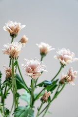 Chrysanthemum with beautiful pale pink petals