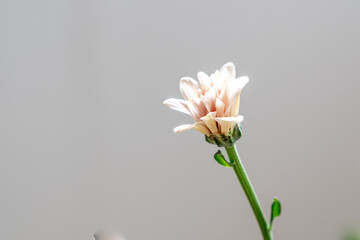 Chrysanthemum with beautiful pale pink petals