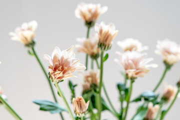 Naklejka na ściany i meble Chrysanthemum with beautiful pale pink petals