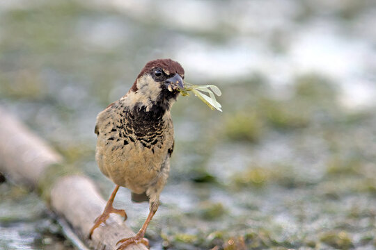 Italian Sparrow - Passer italiae, Crete
