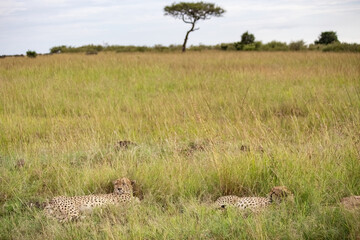 Wild cute cheetah chilling in the grass in Masai Mara National Reserve, Kenya