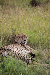 Wild cute cheetah chilling in the grass in Masai Mara National Reserve, Kenya