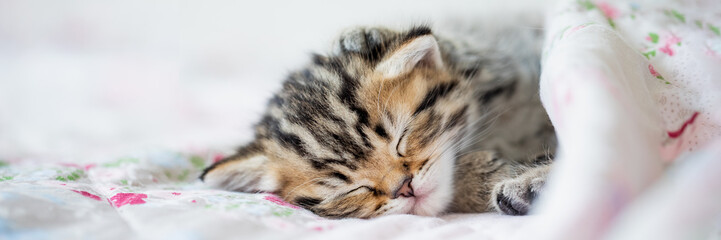 Junge Katze liegt im Bett, niedliches Katzenkind möchte kuscheln, Banner