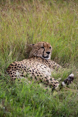 Wild cute cheetah chilling in the grass in Masai Mara National Reserve, Kenya