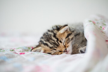 Junge Katze liegt im Bett, niedliches Katzenkind möchte kuscheln
