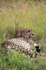 Wild cute cheetah chilling in the grass in Masai Mara National Reserve, Kenya