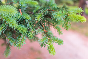 Fir branches with fresh shoots in spring.