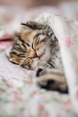 Junge Katze liegt im Bett, niedliches Katzenkind möchte im Schlafzimmer kuscheln