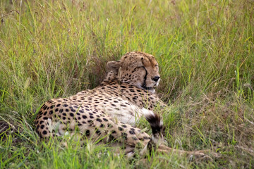 Wild cute cheetah chilling in the grass in Masai Mara National Reserve, Kenya