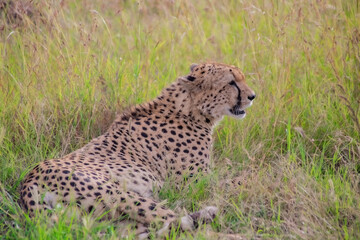 Wild cute cheetah chilling in the grass in Masai Mara National Reserve, Kenya