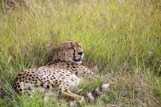 Wild cute cheetah chilling in the grass in Masai Mara National Reserve, Kenya