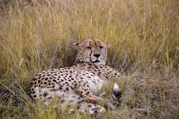 Wild cute cheetah chilling in the grass in Masai Mara National Reserve, Kenya
