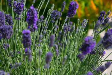lavender field in region
