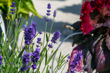 flowers in spring