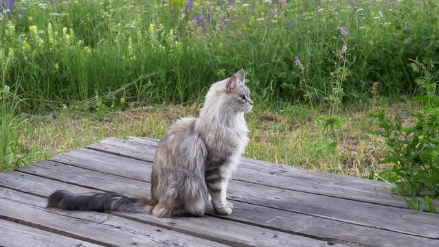 Chat pur-sang Maine Coon assis sur une terrasse avec un arri&egrave;re plan de fleurs sauvages