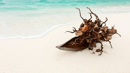 a dried coconut palm flower on a Maldivian white sandy beach against the background of the Indian Ocean water