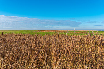 Dike foreland, reed and salt marsh in Hagermarsch, Hilgenriedersiel on the East Frisian North Sea coast. There is a large floodplain in front of the dike on the wadden sea