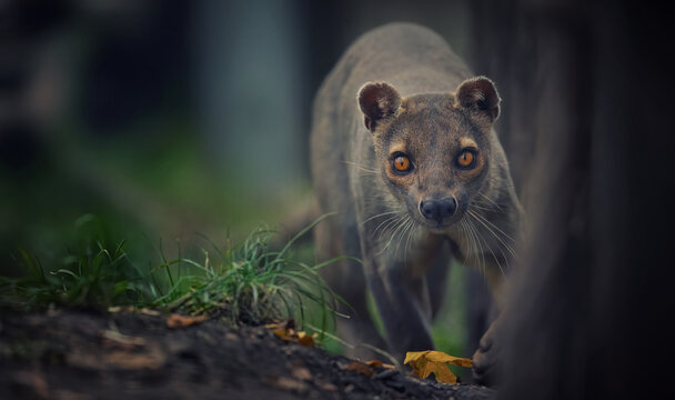 Rare fosa Cryptoprocta ferox running and looking around for food.