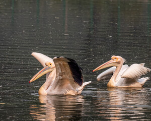 A pair of pink pelican roaming in lake