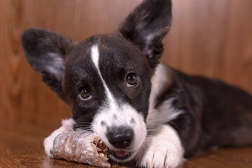 Cute puppy Welsh corgi pembroke with bone. Pets. A thoroughbred dog