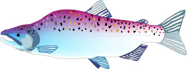 fish, sea, vector, animal, fishing, illustration, water, ocean, food, cartoon, nature, seafood, aquatic, salmon, underwater, marine, aquarium, wildlife, fauna, blue, icon, river, swim, fin, design