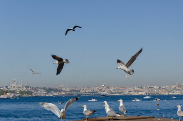 Fototapeta na wymiar seagulls fly over the sea beautifully spreading their wings