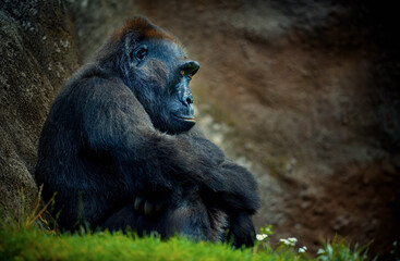 Obraz na płótnie Canvas Gorilla happily sitting on the grass and thinking