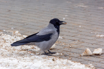 A crow with a piece of bread in its beak. A bird from the crow family.