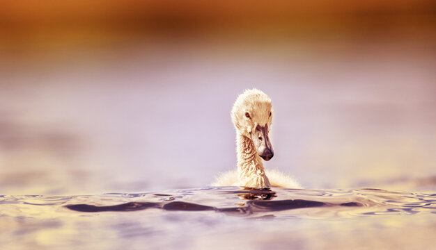 Young swans watch their mother as they hunt for food.