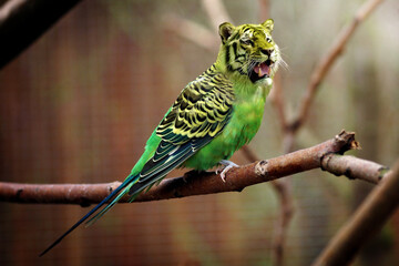 green winged funny macaw