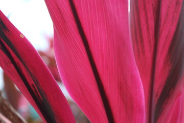 close up of pink plant