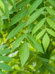 Fototapeta na wymiar Bright green Leaves of the Amur velvet, or Amur cork tree, lat. Phellodendron amurense