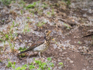 Wood bird Fieldfare, Turdus pilaris, on a sprng lawn.