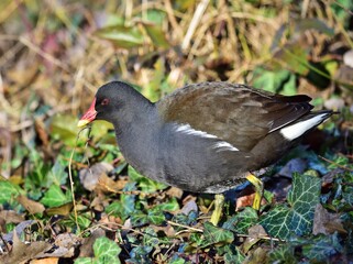 Teichralle (Gallinula chloropus)