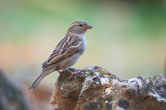 Cute sparrow sitting on stone