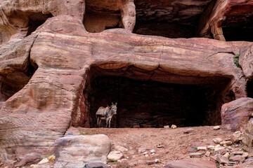 donkey inside cave, Petra, Jordan