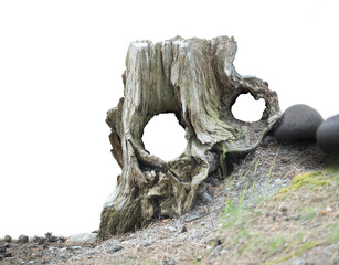 Old weathered tree stump