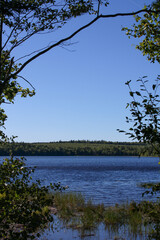 tree on the river