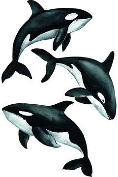 Set killer whale isolated white background. Watercolor illustration, hand drawing