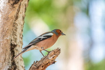 Common chaffinch, Fringilla coelebs, sits on a tree. Common chaffinch in wildlife.