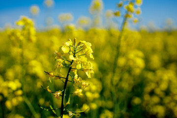 Close up blooming rapeseedin agricultural field. Rapeseed is grown for the production of animal...