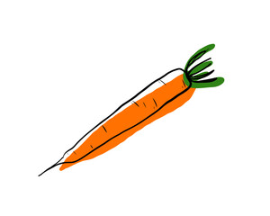 Carrot isolated on white background. Doodle vector illustration