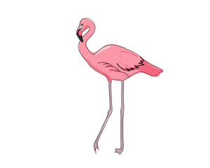 Pink flamingo isolated on white background. Doodle vector illustration