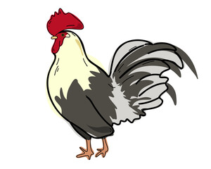 Rooster isolated on white background, doodle vector illustration