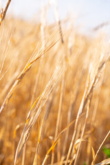 Fototapeta premium Wheat field on a sunny day. Grain farming, ears of wheat close-up. Agriculture, growing food products.