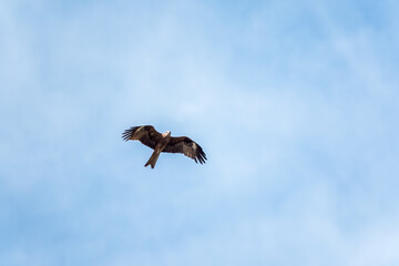 The bird of prey Black Kite flying in blue Sky
