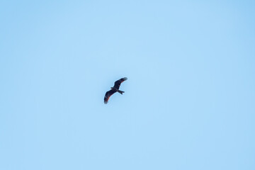 The bird of prey Black Kite flying in blue Sky