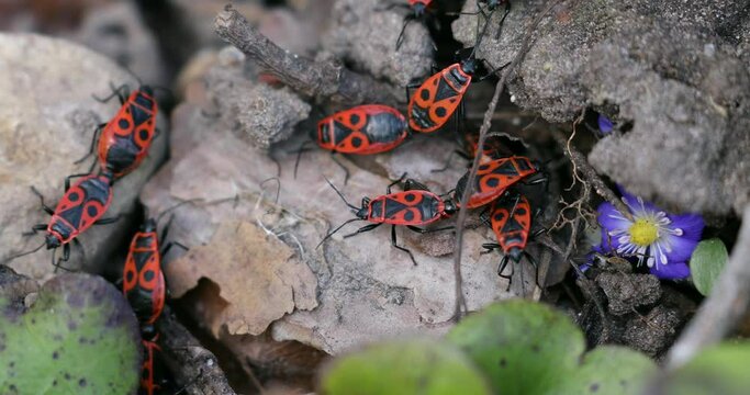 Firebugs insects Pyrrhocoris Apterus on the Ground. Springtime in Wild Nature. Beetles With a Red Spotted Back